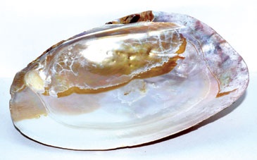 Abalone Shell Bowl
